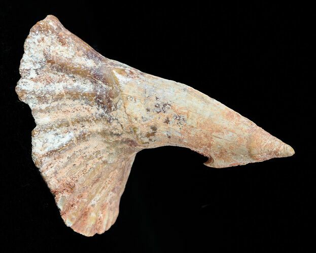 Cretaceous Giant Sawfish (Onchopristis) Rostral Barb #58335